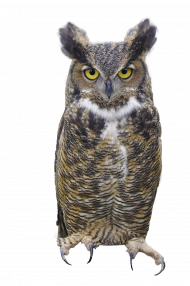 Owl hd png img