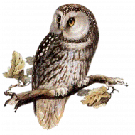 Owl PNG