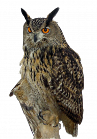 Owl PNG Clipart
