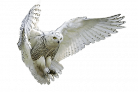 owl png hd