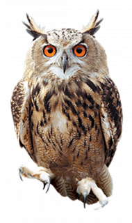 Owl PNG Picture