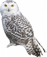 owl png transparent background