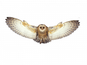 owl png transparent background by total png
