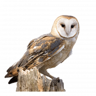 Owl transparent