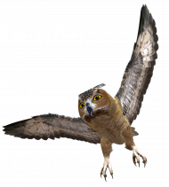 Owl transparent pic