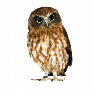 owl transparent png