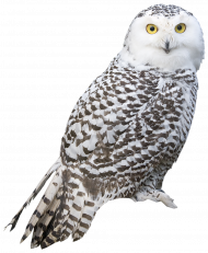 owl transparent png image