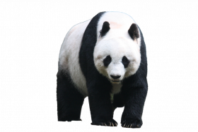Panda hd transprent png image