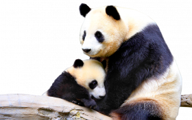 Panda PNG image