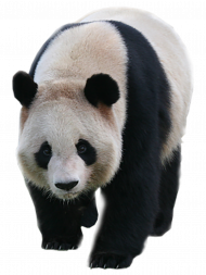 panda transparent background