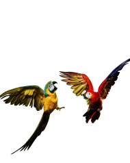 Parrot Fighting Free Download PNG