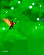 Parrot hd cb editing background