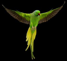 Parrot png