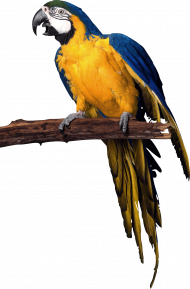 parrot png images download   hd png