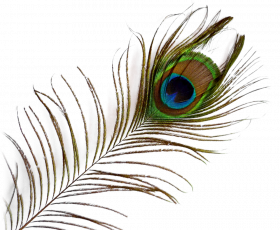 Peacock Feather PNG image