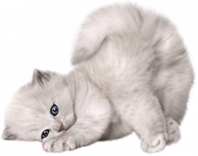 Pet Cat Png Transparent Background