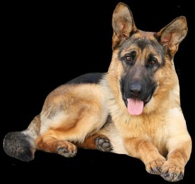 Pet dog png download