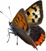 Photoshop butterfly png