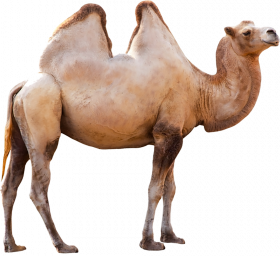 Photoshop camel hd png