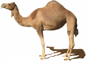 Photoshop Camel png image with transparent background