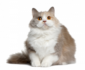 Photoshop Cute Baby Cat