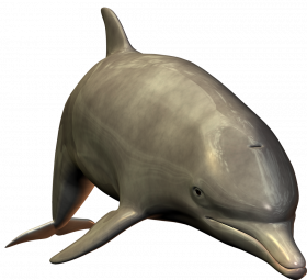 Photoshop dolphin png