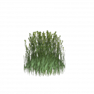 Photoshop grass png download