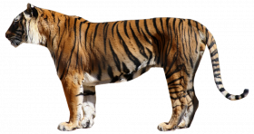 photoshop hd tiger transparent png image