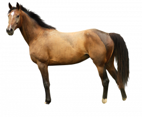 Photoshop Horse png image image with transparent background
