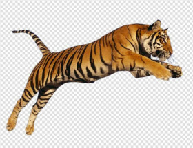 Photoshop tiger png download (1)