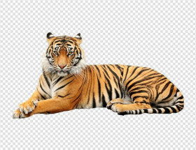 Photoshop tiger png download (4)