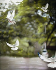 Picasrt Instagram Hd Editing Background download