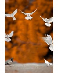 Picsart Best Cb Background For Snapseed Full Hd