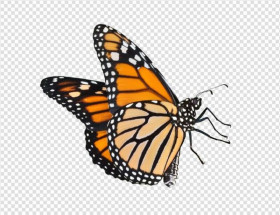Picsart butterfly png