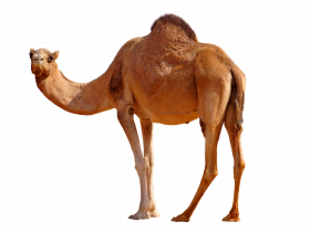 Picsart camel png hd