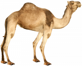 Picsart Camel png image with transparent background