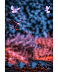 Picsart cb editing background