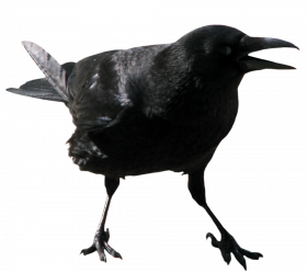 Picsart Crow transparent background