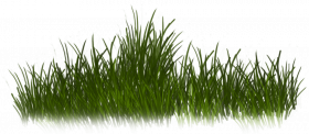 Picsart grass editing png