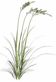 Picsart grass editing png