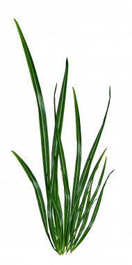 Picsart grass png download