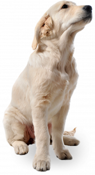 Picsart hd dog png download