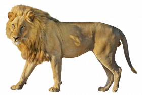 Picsart hd lion transparent png