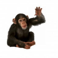Picsart hd monkey png