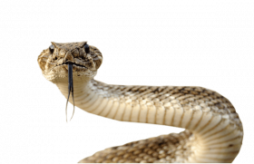 Picsart Hd snake png