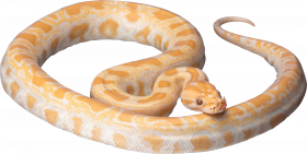 Picsart Hd snake png
