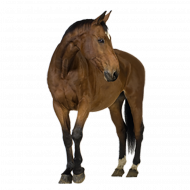 Picsart Horse png image image with transparent background