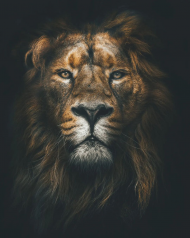 Picsart lion hd editing background