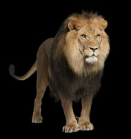 Picsart lion king png download (2)