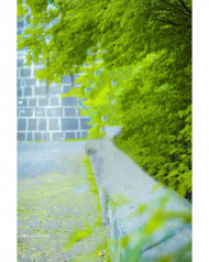 Picsart Natural Cb Background Green Tone Download free